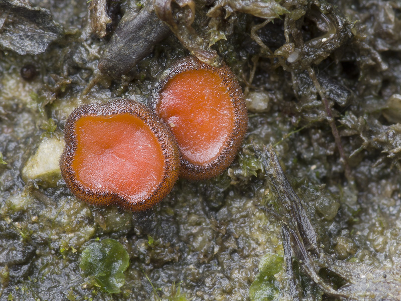 Scutellinia nigrohirtula